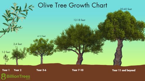 Olive Tree Types: Indoor Growing, Outdoor Zones, Pics, Care of Olive Trees Olive Bushes Landscaping, Outdoor Zones, How To Grow Olives, Olive Tree Care, Olive Trees Landscape, Trees Pictures, Tree Types, Types Of Olives, Growing Olive Trees