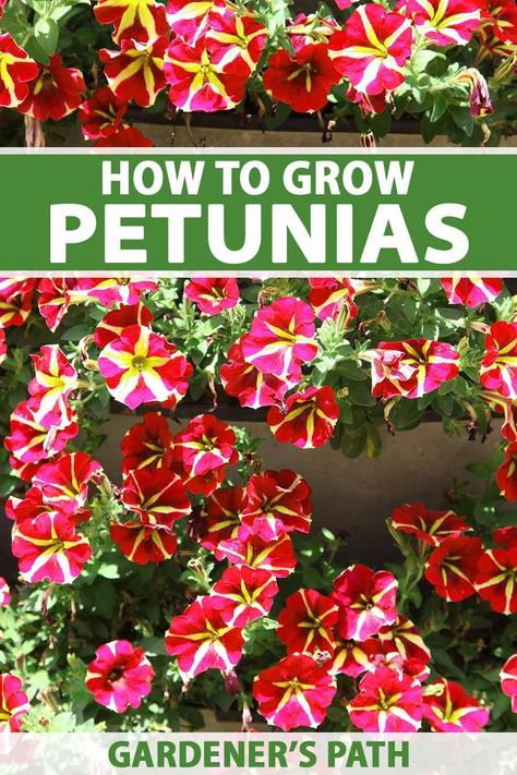 With eye-popping colors and an extra-long blooming season, petunias are popular annuals. The blooms can be blue, purple, yellow, or even striped and they look delightful in hanging baskets, borders, and containers. Learn how to grow and care for these flowering beauties now on Gardener's Path. #petunias #gardenerspath Growing Flowers From Seeds In Greenhouse, Petunia Seeds How To Grow, Planting Petunias From Seed, Planting Flower Seeds Indoors, How To Grow Petunias From Seed, Growing Petunias From Seed, Growing Impatiens From Seed, Starting Flowers From Seeds Indoors, Petunias In Pots Planters