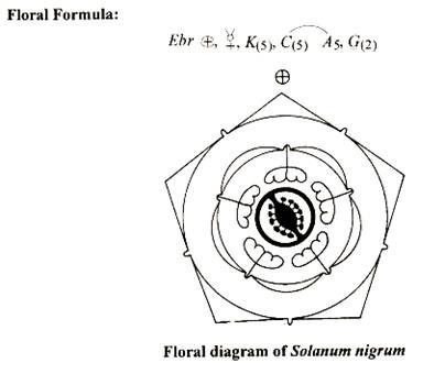 Floral diagram of Solanum Nigrum Floral Diagram, Root Tap, Biology Diagrams, Birthday Captions Instagram, Perennial Herbs, Past Papers, Birthday Captions, Botany, Biology