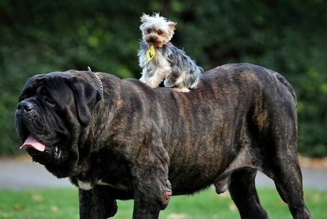 Little Dog Riding A Big Dog Big Dog Small Dog, Animal Selfies, Animal Characteristics, Really Big Dogs, Animal Hybrids, Animal Mashups, Animal Plushies, Animal Amigurumi, Animal Printables