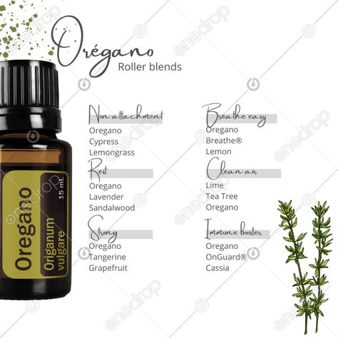 Oregano Uses, Doterra Oregano Oil, Doterra Oregano, Eo Blends, Roller Blends, Doterra Wellness Advocate, Oregano Oil, Essential Oil Blends Recipes, Cedarwood Essential Oil