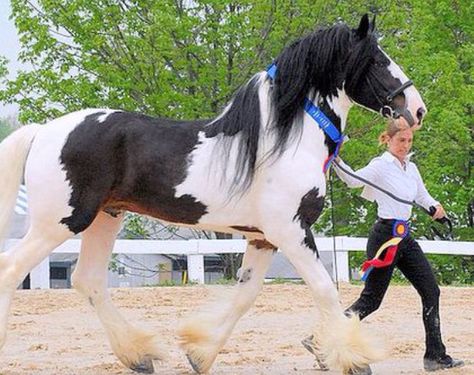 Black White Pinto Paint Drum Horse Clydesdale Shire Horse Trotting Stallion Gelding Mare Drum Horse, Gorgeous Horses, Shire Horse, Big Horses, Paint Horse, Work Horses, Animal Drawing, Majestic Horse, Horses And Dogs