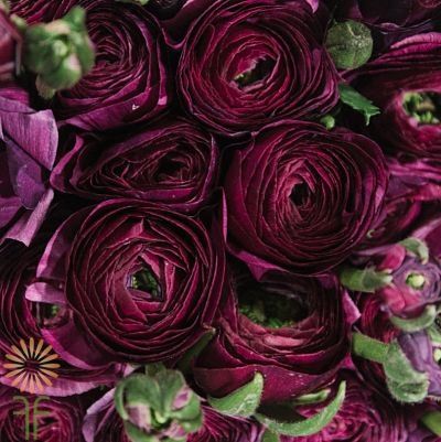 Ranaculas Growing, Greenery Names, Oxblood Wedding, Burgundy Ranunculus, Lilac Wedding Bouquet, Ranunculus Bouquet, Wine Flowers, Goth Garden, Red Wedding Flowers