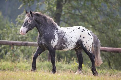 Noriker - Pferde-Pferderassen.de Noriker Horse, Horse Coat Colors, Pony Breeds, Horse Inspiration, Pony Horse, Appaloosa Horses, Draft Horses, Leopard Spots, Horse Designs