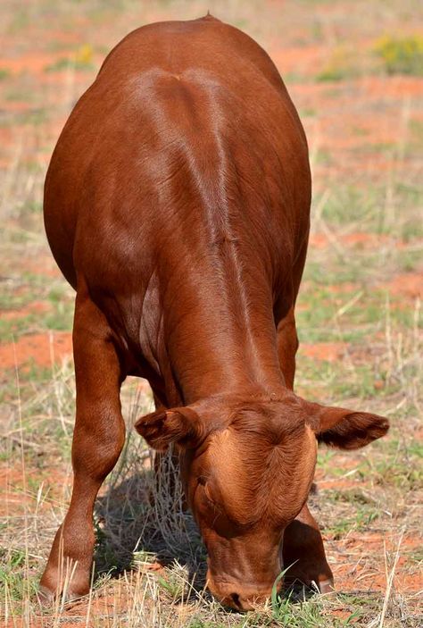 Stunning Bonsmara cow! Bonsmara Cattle, Cattle Breeds, Milk Production, Hereford, Southern Africa, South African, East Coast, Basil, Cow