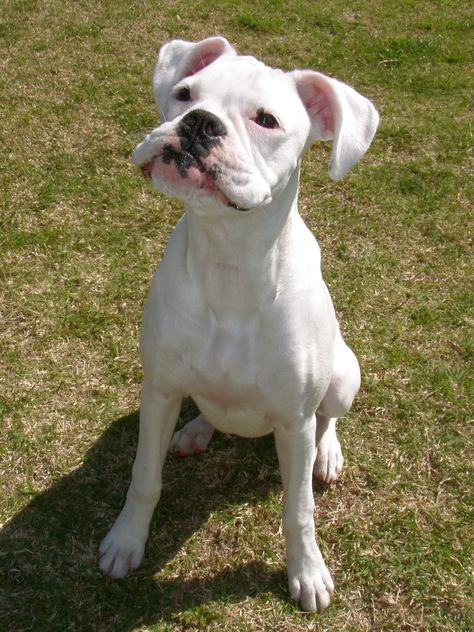 Marvelous #white #boxer Lilly Boxer Dog Pictures, Boxer Dogs Facts, White Boxer Dogs, Boxer And Baby, Dog White, Cesar Millan, Boxer (dog), Puppy Kisses, Dog Exercise