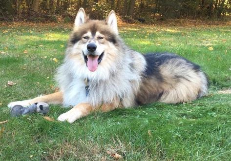 Alsatian Puppy, American Alsatian, Native American Indian Dog, American Indian Dog, Indian Dog, King Shepherd, Shiloh Shepherd, Dire Wolf, Wild Wolf