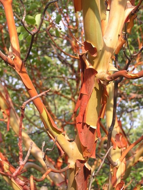 Arbutus andrachne 60s Interior Design, Arbutus Tree, 60s Interior, Tree Photos, Ohuhu Markers, Photo Tree, Tree Bark, Landscape Trees, Wikimedia Commons