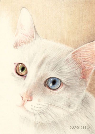 Romantic Drawing, Blue Nose Friends, Cat Drawings, Colored Pencil Artwork, Cute Cat Drawing, Watercolor Cat, White Cats, Cats Illustration, Arte Animal