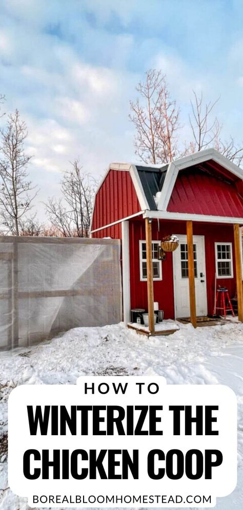 Keep your chickens healthy and warm during the cold winter months with this guide on properly winterizing your chicken coop. Learn the right balance of wind protection, insulation, and ventilation to prevent drafts and how to prepare for extreme weather conditions with heat lamps when necessary. Learn the importance of monitoring the temperature of your coop regularly, and having a plan in place for extreme weather conditions. Ensure your flock survives the winter in optimal health! Chicken Coop For Winter Cold Weather, Cold Hardy Chickens, Chicken Coop Winter Cold Weather, Chicken Coop Ventilation Winter, Heating Chicken Coop, Heated Chicken Coop, Winterized Chicken Run, Chicken Coop For Cold Climates, Winter Proof Chicken Coop