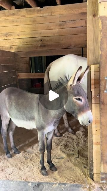 @peteytheseeingeyedonkey on Instagram: "Petey stands guard! #Peteytheseeingeyedonkey #Donkey #Horse #animalsofinstagram" Donkey Video, Donkey Videos Funny, Funny Donkey Videos, Donkey Videos, Donkey Pictures, Donkeys Funny, Donkeys, Donkey Funny, Baby Donkey