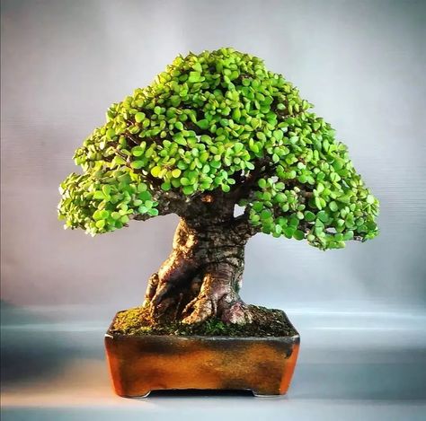 How to Shape a Jade Bonsai Tree? Jade Plant Bonsai, Growing Bonsai, Jade Plant Care, Jade Bonsai, Jade Tree, Bonsai Care, Plant Care Guide, Outdoors Indoors, Mame Bonsai