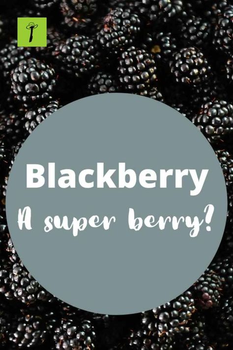 Health Benefits of Blackberries Blackberry Health Benefits, Blackberry Benefits, Benefits Of Berries, Raw Beets, Blackberry Recipes, Healthy Fruit, Healthy Fruits, Health Conditions, Beauty Wellness