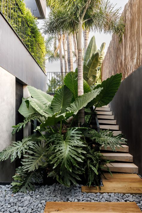 Tropical Side Garden, Tropical Gardening, Bnb Ideas, Tropical Backyard Landscaping, Tropical Patio, Tropical Landscape Design, Tropical Garden Design, Planting Design, Tropical Backyard