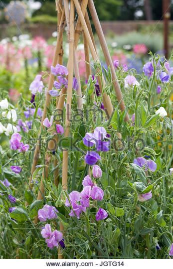 Supporting Sweet Pea Plants Stock Photos & Supporting Sweet Pea Plants Stock Images - Alamy Grow Sweet Peas, Pea Plants, Sweet Pea Plant, Growing Sweet Peas, Growing Sunflowers, Pea Plant, Sweet Pea Seeds, Sweet Pea Flowers, Growing Dahlias