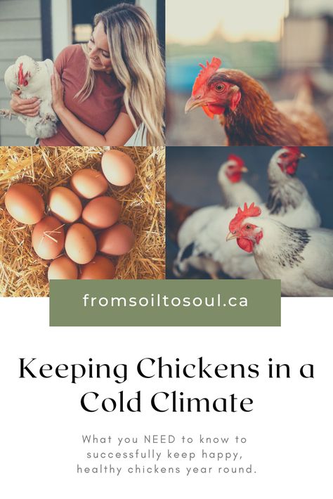 Best Laying Chickens, Laying Chickens, Types Of Eggs, Poultry Feed, Laying Hens, Farm Eggs, Keeping Chickens, Free Range Chickens, Chicken Feed