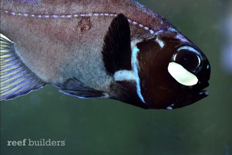 flashlight fish, Photoblepharon palpebratus Flashlight Fish, Dream Aquarium, Musée Gustave Moreau, Friend Crafts, Fish For Sale, Handy Dandy, In The Darkness, Phish, Ocean Life