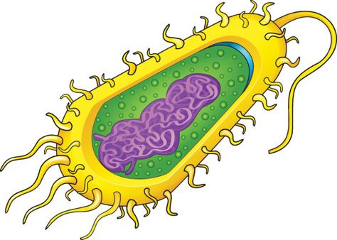 Bacteria Cell, Biology Ideas, Prokaryotic Cell, Life Science Activities, Cell Parts, Eukaryotic Cell, Human Body Unit, Plant Cell, Black And White Tree