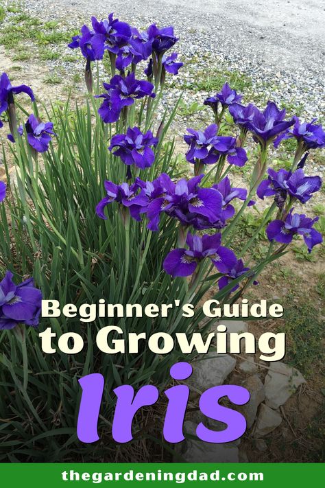 Iris In Garden Bed, Iris And Hosta Garden, Japanese Iris Garden, Planting Iris In Spring, How To Plant Iris Rhizomes, Iris Flower Garden Ideas, Planting Iris Bulbs In Pots, How To Plant Irises, How To Care For Irises