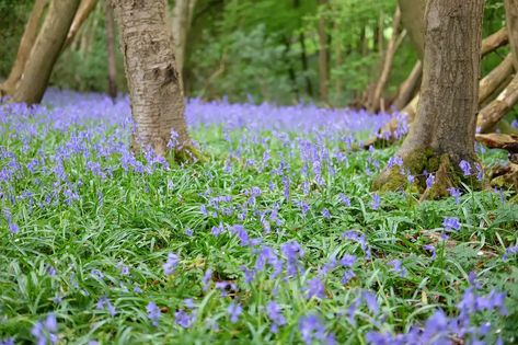 Farm Landscaping, English Bluebells, Spanish Bluebells, Summer Flowering Bulbs, British Garden, Deciduous Trees, Free Summer, Tree Leaves, Ground Cover