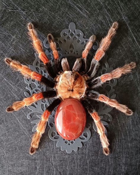 A quick news: we are restocking the shop tomorrow - August 23. Stay tuned! This one of the most beautiful spiders that we have currently available. Check out our site to adopt it ✨ www.tarantulabox.com @tarantulabox #tarantula #spider #taxidermy #insectsofinstagram #gothicart Tarantula Taxidermy, Spider Taxidermy, Beautiful Spiders, Tarantula Spider, Emo Tattoos, Insect Art, Gothic Art, Crafty Stuff, Taxidermy