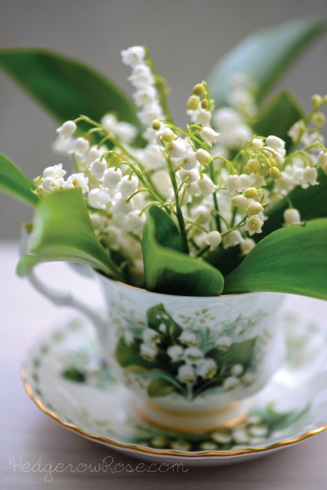 I just LOVE this cutesy little delicate flower, lily of the valley! I also have this cup and saucer!! Arreglos Ikebana, Lily Of The Valley Flowers, Valley Flowers, Unusual Flowers, Moving Pictures, Deco Floral, Baby's Breath, Kate Winslet, Anniversary Party