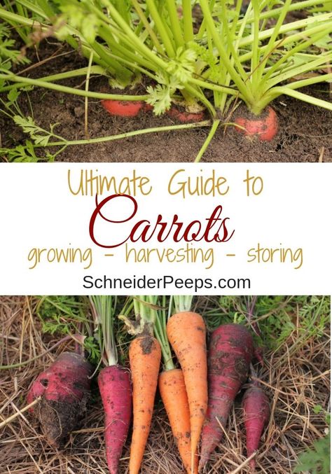 Companion Planting Layout, Harvesting Carrots, Garden Carrots, Planting Layout, How To Store Carrots, Grow Carrots, Spring Vegetable Garden, Carrot Tops, Companion Planting Vegetables