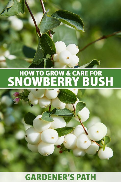 Winter Berry Bush, Snowberry Bush, Common Snowberry, Winterberry Bush, Snowball Bush, Snow Berries, Pnw Garden, Peace Poles, Winter Shrubs