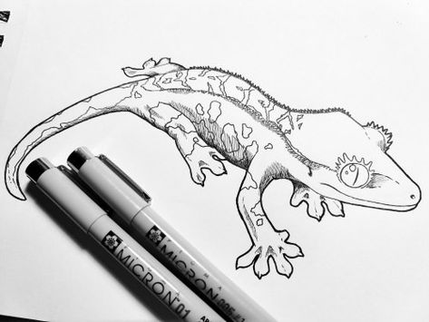 Gecko Drawing Reference, Gecko Sketch, Crested Gecko Drawing, Gecko Drawing, Lizard Tattoo, Line Doodles, Crested Gecko, Scientific Illustration, Pen Art