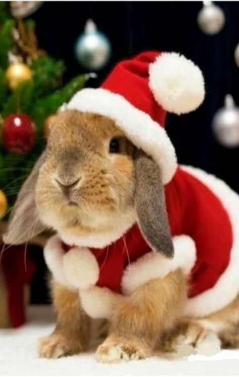 christmas_rabbit_santa_bunny Bunny Calendar, Christmas Bunny, Bunny Pictures, Pet Bunny, Pet Rabbit, Funny Bunnies, Christmas Costumes, Pet Costumes