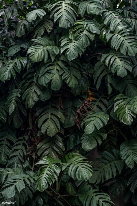 Monstera deliciosa plant leaves in a garden | free image by rawpixel.com / Jira Iphone Wallpaper Tropical, Deliciosa Plant, Leaves Wallpaper Iphone, Green Nature Wallpaper, Tropical Outdoor, Dream Plants, Green Leaf Background, Plant Background, Summer Colours