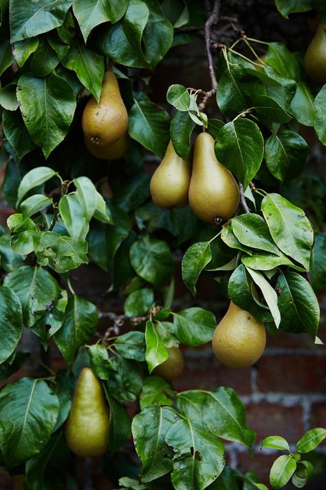 Inchyra Perthshire Estate | Garden Ideas (houseandgarden.co.uk) Scottish Garden, Pear Tree, Orchard Fruit Trees, Pear Tree Flowers, Pear Orchard Aesthetic, Trees With Fruits, Fruit Trees Aesthetic, Scottish Cottages, Pear Fruit