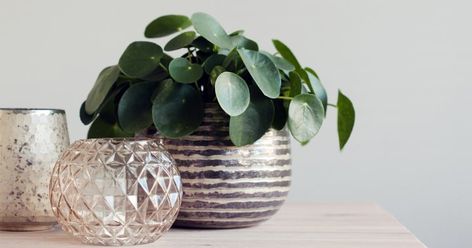 Coin Plant, Chinese Money Plant Care, Chinese Money Tree, Money Plant Care, Pilea Plant, Lucky Things, Plants Backyard, Money Tree Plant, Pachira Aquatica