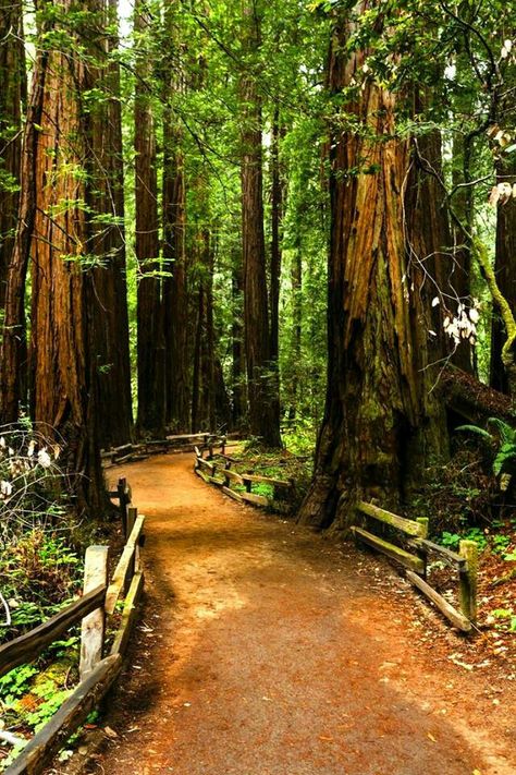 Muir Woods National Monument, Coastal Redwood, Muir Woods, Redwood Tree, Redwood Forest, National Monuments, Hiking Trails, Beautiful Nature, Vision Board