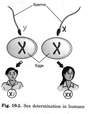 NCERT Solutions for Class 8 Science Chapter 10 Reaching the Age of Adolescence Growing Facial Hair, Hungry All The Time, X Chromosome, Unborn Baby, Class 8, Feeling Hungry, Word Games, Note Writing, The Age