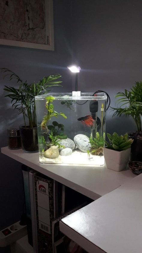 Small Aesthetic Fish Tank, Aethstetic Fish Tank, Aesthetic Fishtanks, Aesthetic Aquarium Ideas, Fish Tank In Room Aesthetic, Small Fish Tank Aesthetic, Mini Aquarium Ideas Fish Tanks, Small Fish Tank Decor Ideas, Fish Tank Aesthetic Bedroom