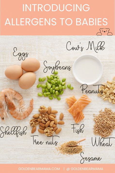 Introducing Allergens To Babies - Golden Bear Mama Baby Chart, Peanut Tree, Golden Bear, Food Allergens, Baby Eating, Baby Cows, Baby Hacks, Food Allergies, Baby Feeding