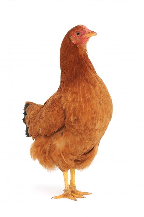 Animal Photo Reference, Hen Aesthetic, Pet Chickens Breeds, Chicken Photography, Chicken Backyard, Chicken Photos, Chicken Aesthetic, Chicken Animal, Animal Chicken