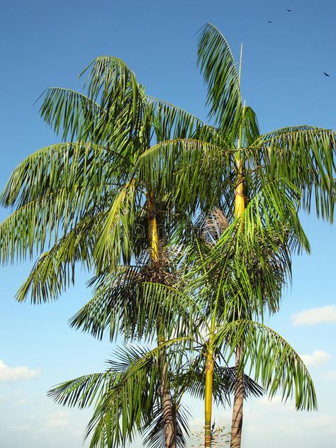 Acai Tree, Acai Palm Tree, Fruits Images, Design Display, Display Ideas, Palm Tree, Palm Trees, Blue Sky, Plant Leaves