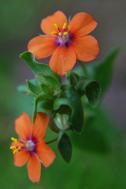 Pimpernel Flower, Scarlet Pimpernel, Balcony Plants, Wonderful Flowers, Unusual Flowers, Floral Photo, Foto Art, Flower Ideas, Exotic Flowers