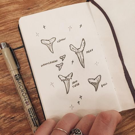 Tooth Sketch, Sand Shark, Shark Tooth Tattoo, Olivia Harrison, Tooth Tattoo, Hawaii Tattoos, Let's Make Art, Shark Tattoo, Sketch Journal