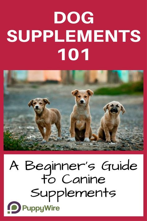 Best Dog Supplements, Dog Vitamins, Dog Advice, Dog Insurance, Dog Nutrition, Dog Supplements, Dog Care Tips, Healthy Pets, Some Questions