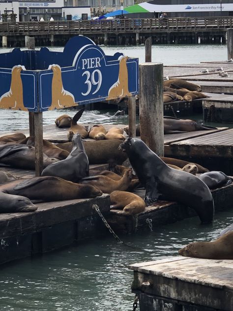 San Francisco Pier 39, San Francisco Pier, Pier 39 San Francisco, Miss California, Pier 39, Dream Places, San Fran, Holiday Destinations, Photo Inspo