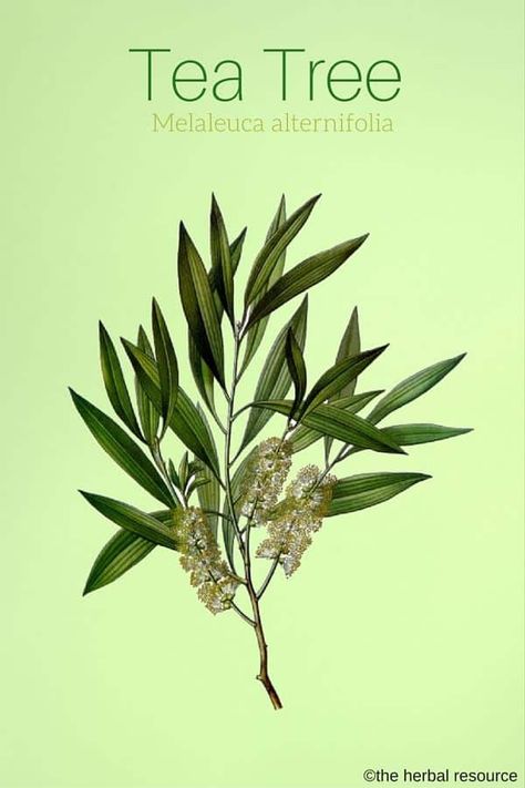 Tea Tree Oil Benefits, Tea Tree Oil Uses, Oils For Dandruff, Home Remedies For Bronchitis, Tea Tree Oil For Acne, Australian Tea Tree, Melaleuca Alternifolia, Tea Tree Essential Oil, Oil Benefits