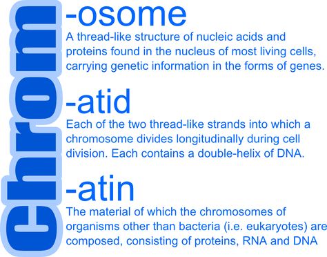 Chromosomes Notes, Learn Biology, Genetic Code, Cell Division, Nucleic Acid, Teaching Biology, Intresting Facts, Biology Notes, Cell Biology