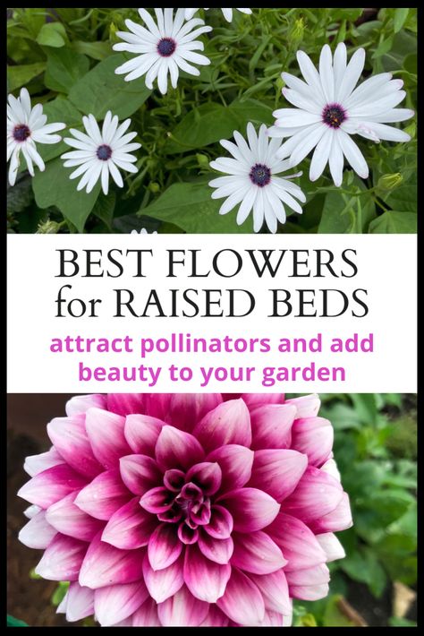 Flowers in Raised Beds: A Guide to Choosing and Growing Beautiful Blooms - Lettuce Grow Something Raised Flower Bed Planting Ideas, Large Raised Flower Bed Ideas, Best Plants For Raised Beds, Best Flowers For Raised Flower Beds, Flowers In Raised Garden Beds, Raised Garden Bed Flowers, Raised Flower Beds Planting, Flowers In Raised Beds, Raised Flower Beds Along Fence