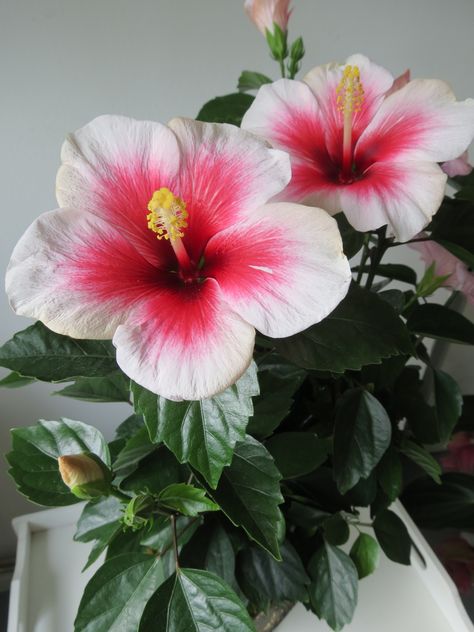 Hibiscus Hibiscus Plant, Rose Of Sharon, Hawaiian Flowers, Backyards, Tropical Garden, Exotic Flowers, Hibiscus Flowers, Beautiful Blooms, Tropical Flowers