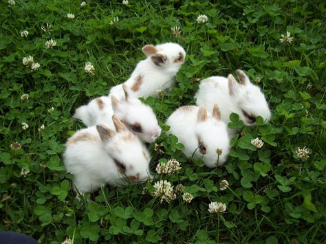 White Rabbits, Bunny Pictures, Baby Bunnies, Summer Breeze, Nature Aesthetic, Cute Little Animals, Green Aesthetic, 귀여운 동물