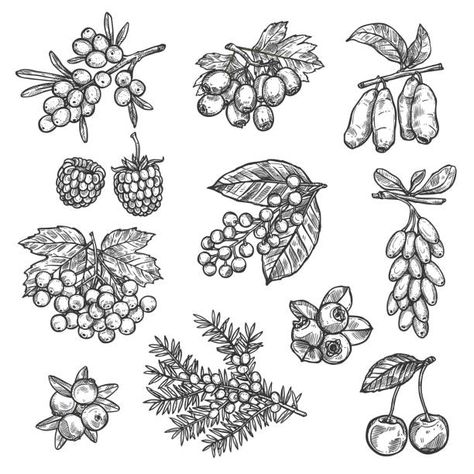 Fruit Tattoo, Fruits Drawing, Juniper Berries, Botanical Tattoo, Tattoo Portfolio, Poke Tattoo, Vector Sketch, Sea Buckthorn, Nature Tattoos