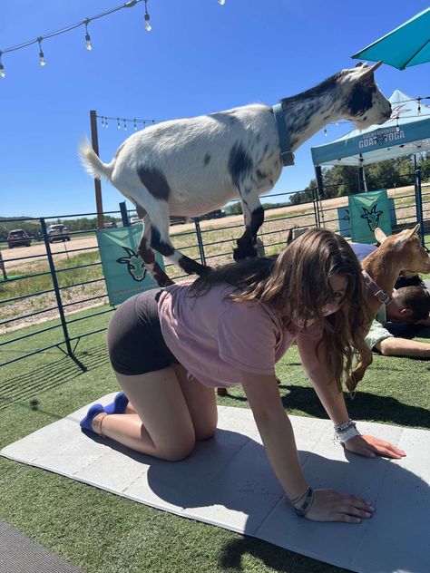 Goat Yoga Aesthetic, Yoga With Goats, Animal Therapy, Goat Yoga, Yoga Aesthetic, Therapy Animals, Hawaii Life, Summer Inspo, Summer Bucket Lists